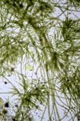 Draparnaldia glomerata