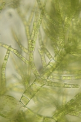 Draparnaldia glomerata