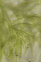 Draparnaldia glomerata