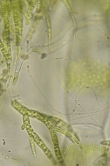 Draparnaldia glomerata