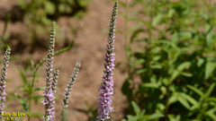 Veronica linariifolia