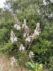 Asphodelus ramosus ramosus
