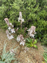 Asphodelus ramosus ramosus