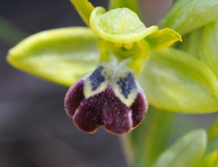 Ophrys vasconica