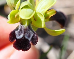 Ophrys vasconica