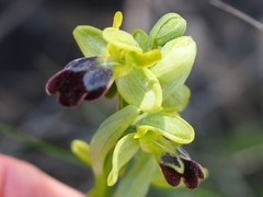 Ophrys vasconica