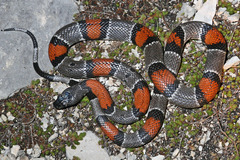 Lampropeltis alterna