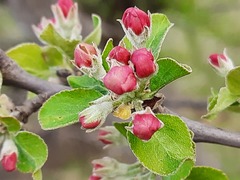 Malus orientalis