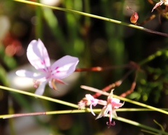 Pelargonium divisifolium