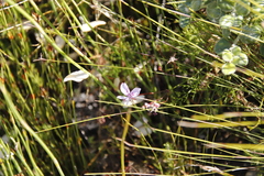 Pelargonium divisifolium