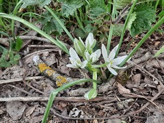 Ornithogalum navaschinii