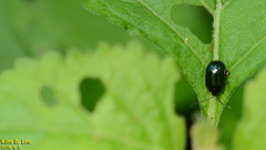 Hemipyxis plagioderoides