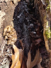 Mycena semivestipes