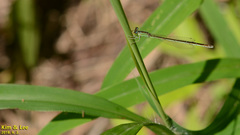 Ischnura asiatica