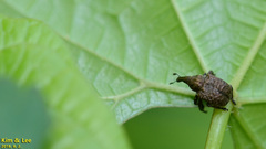 Aspidobyctiscus lacunipennis