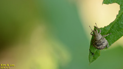 Pseudocneorhinus bifasciatus