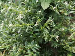 Buglossoides arvensis sibthorpianum