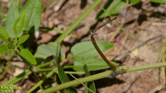 Platycnemis phyllopoda