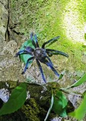 Chilobrachys