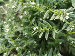 Buglossoides arvensis sibthorpianum