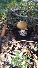 Amanita diemii