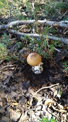 Amanita diemii