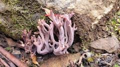 Ramaria versatilis