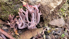 Ramaria versatilis