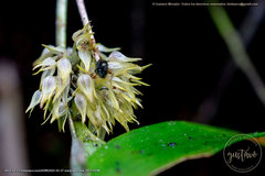 Pleurothallis ruscifolia