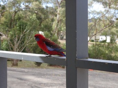 Platycercus elegans elegans