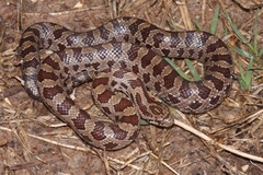 Lampropeltis calligaster