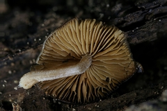 Bolbitius viscosus