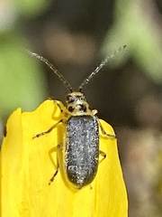 Trirhabda geminata