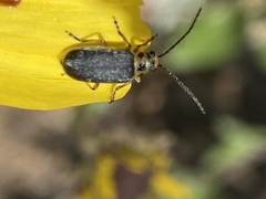 Trirhabda geminata