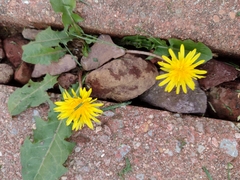 Taraxacum officinale