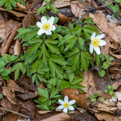 Anemonoides nemorosa