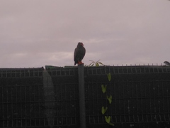 Helicolestes hamatus