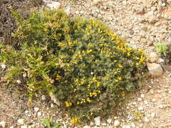 Ulex erinaceus