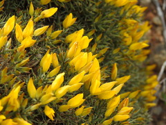 Ulex erinaceus