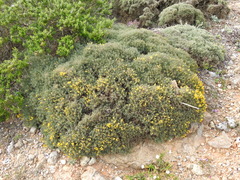 Ulex erinaceus