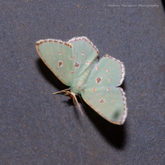 Comostola meritaria