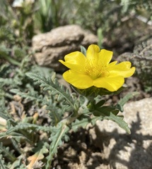 Mentzelia gracilenta