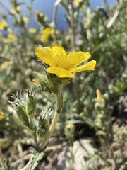 Mentzelia gracilenta