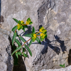 Euphorbia fragifera
