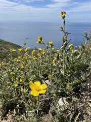 Mentzelia gracilenta