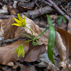 Gagea lutea