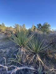 Yucca schidigera