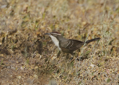 Pomatostomus ruficeps