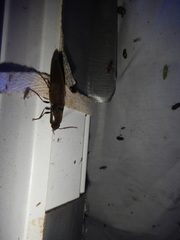 Orthostethus infuscatus