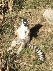 Lemur
